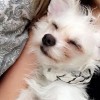 Dogish Pet Service
