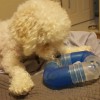 DogGone Natural