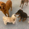 Mr. Muggles' Dogs