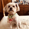 Grateful Pets