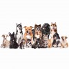 Happy Tails Daycare & Pet Resort