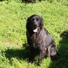 Cooper's Wounded Bear Farm & Kennels