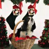 Carol's Critter Sitters