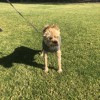 Here Rover