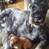 Ohana Pet Grooming