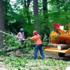 Lindsay's Tree Removal