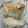 Pampered Pets