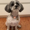 Pawz Spa Grooming