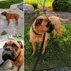Empire Pet Care
