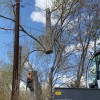 Tree Takers
