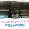 Pugly To Poodleful Mobile Grooming