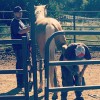 Vin Hesten Trail Rides