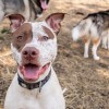 All Creatures Pet Care