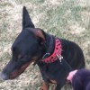 South Mountain Canine Reproduction & Pet Care