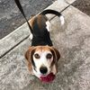 Philly Bow Wow Dog Walking