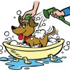 All Paws Pet Wash
