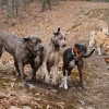 JC's Dog Walking