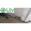 Lily Environmental