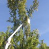 Shane Eric Jarvis Expert Tree Care