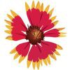 Wildflower's Wellness