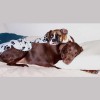 Sleep Tight Pet Care