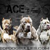 Topdogbullies