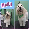 Lucky Puppy Grooming