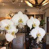 Menloville Country Store