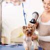 Puppy On The Go Doggie Day Spa
