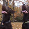 Dry Pond Retrievers