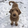 OutBound Pets