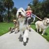 Just Around The Corner Pet Sitting & Home Services