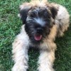 Bark To Basics