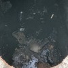 Blue Environmental