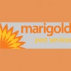 Marigold Pest Control Services