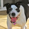Country Kennels