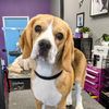 Sirius Pet Styling
