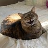 Penny's Pampered Pet Care
