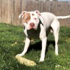 Daisy's Pet Grooming