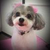 Spa Bow Wow