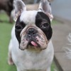 Pampered Pooch Playground