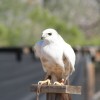 Tucson Wildlife Center