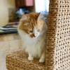 A Door A Pet