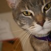 Horizon Pet Boarding & Grooming