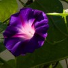 Outside Influence Landscape Design Group