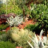Gondwana Flora