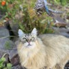 Finicky Felinz