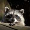 Wildlife Control