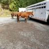 Orcas Island Trail Rides
