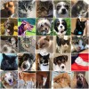 Away Home & Pet Care